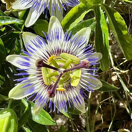 Casa Do Vale 펜션 알바이아세레