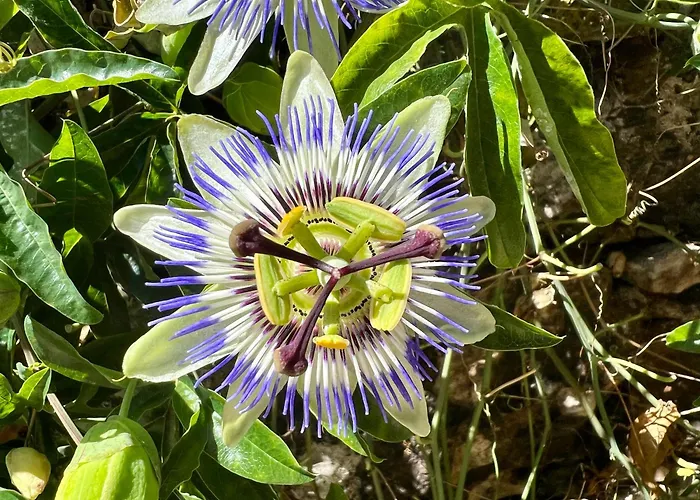 Casa Do Vale Prázdninový dům Alvaiázere